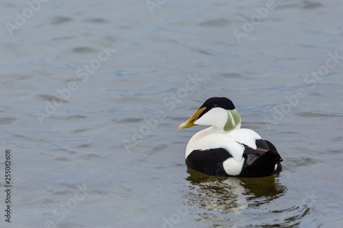 detailed view male eider duck (somateria mollissima) swimming