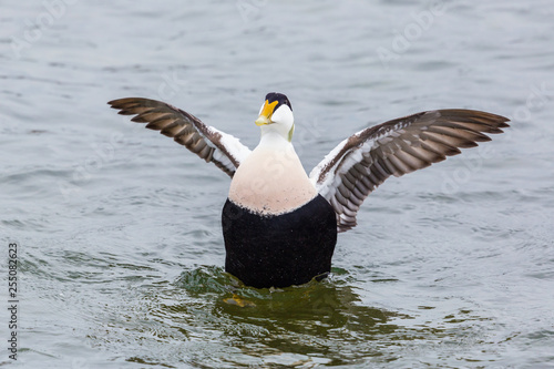 Fotografie one male eider duck (somateria mollissima) beating wings in water