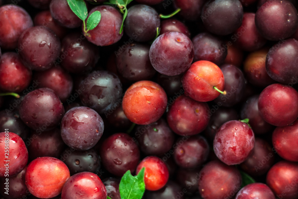 Red Mirabelle Cherry Plum - Prunus Domestica Red Mirabelle Cherry Plum - Prunus Domestica