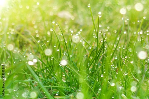 green grass background. Green lawn in large drops of water in the rays of the morning sun. Natural vegetative background.