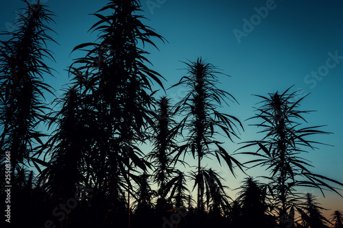 Cannabis Plants Silhouette with Sunset Sky on Background