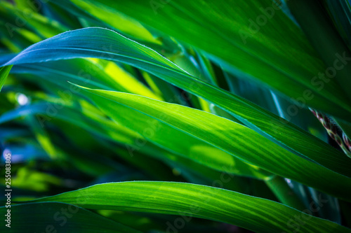 Green Corn Leaves Detail