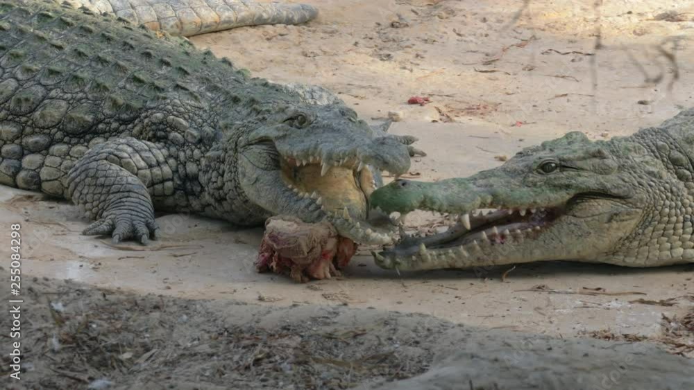 Crocodile taking a piece of meat from another reptile and eating it. Competing for food Crocodile taking a piece of meat from another reptile and eating it. Competing for food