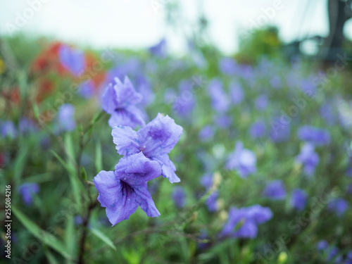 Violet flower in garden