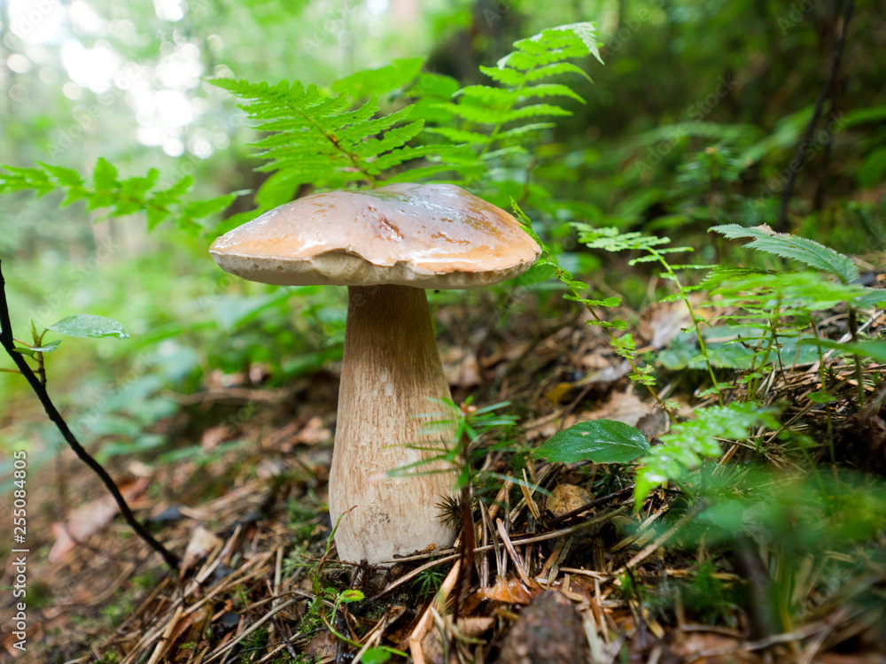 Koźlarz czerwony (Leccinum aurantiacum Gray) należy do pięknych grzybów jadalnych Koźlarz czerwony (Leccinum aurantiacum Gray) należy do pięknych grzybów jadalnych