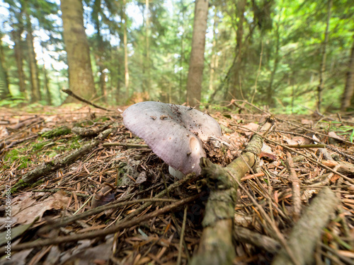 Gołąbek zielonawofioletowy (Russula cyanoxantha  Fr.)  należy do najsmaczniejszych gołąbków jadalnych photo