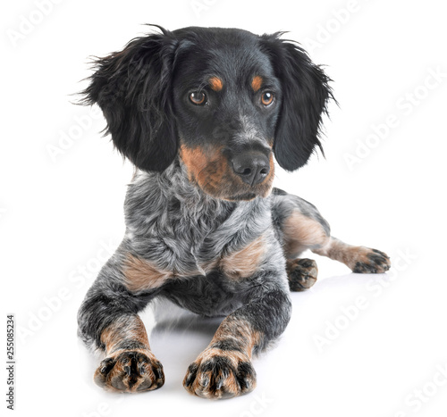 Fotografia puppy brittany spaniel