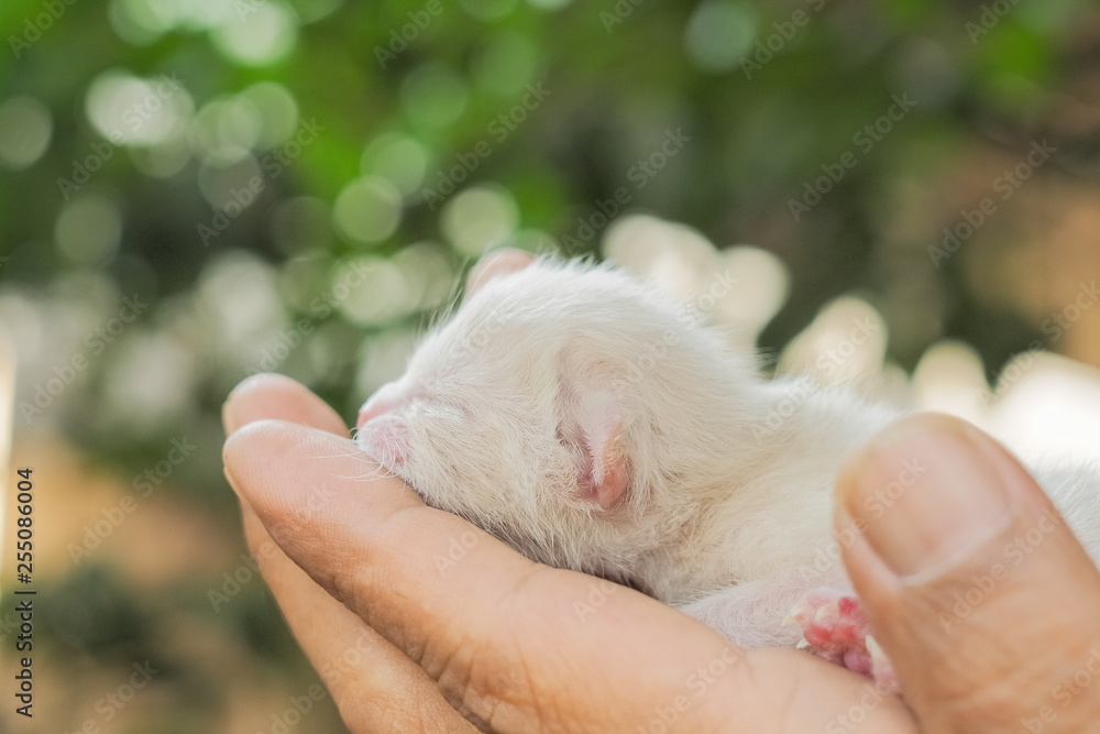 a cute new born white kitten (age 30 minutes) in hand with nature blurred background.