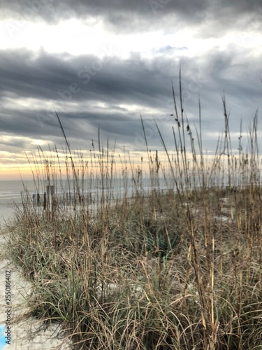 Fototapeta Naklejka Na Ścianę i Meble -  Seagrass at the Beach