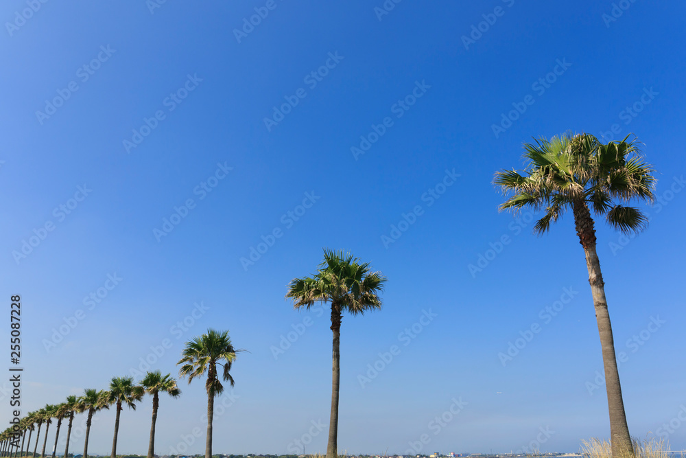 Obraz premium パームツリー