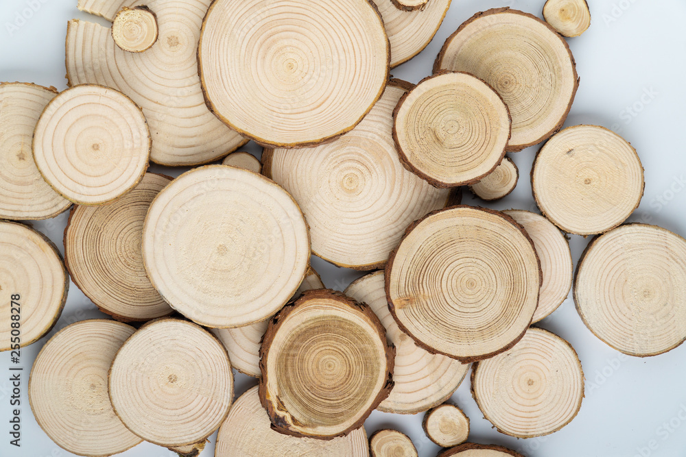 Pine tree cross-sections with annual rings on white background. Lumber piece close-up shot, top view. Pine tree cross-sections with annual rings on white background. Lumber piece close-up shot, top view.