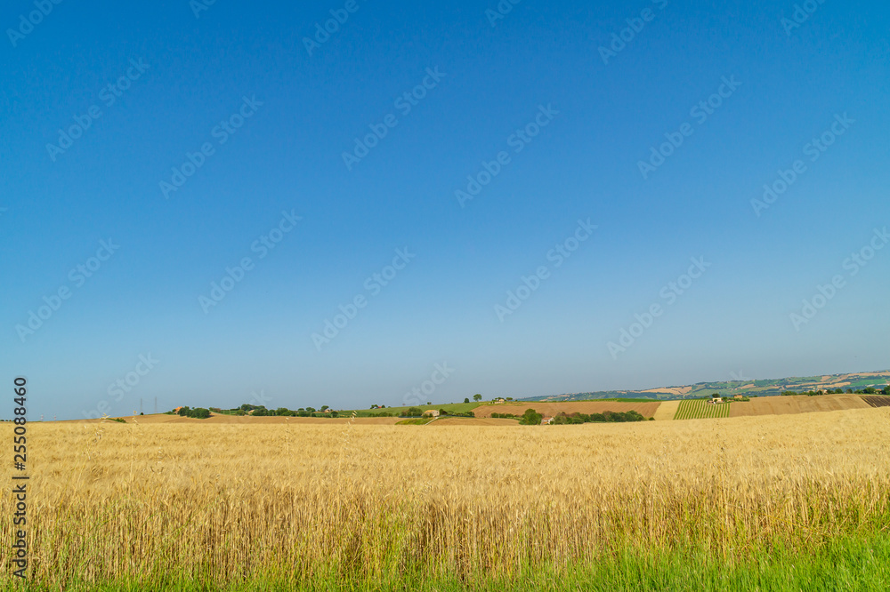 Paesaggio rurale marchigiano