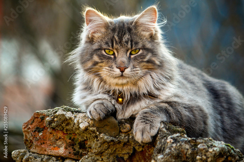 Longhair cat closeup