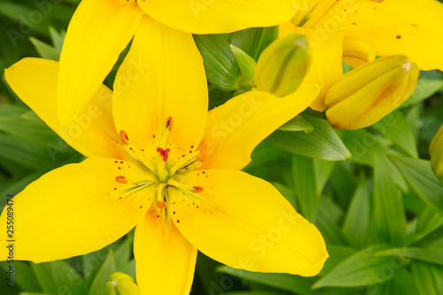 Fototapeta Naklejka Na Ścianę i Meble -  Yellow Lily close up