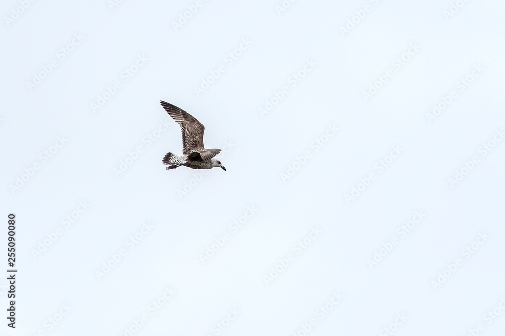 Lecąca mewa srebrzysta (Larus Argenatatus) Lecąca mewa srebrzysta (Larus Argenatatus)