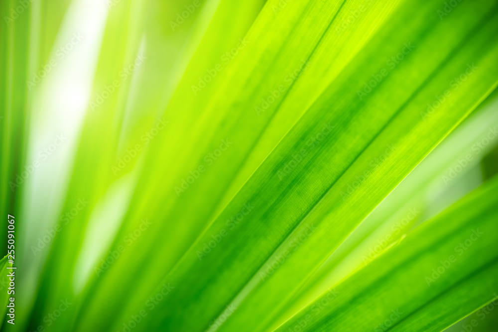Closeup view of natural green leaf color under sunlight. Use in the background, or wallpaper. Nature concept. Closeup view of natural green leaf color under sunlight. Use in the background, or wallpaper. Nature concept.