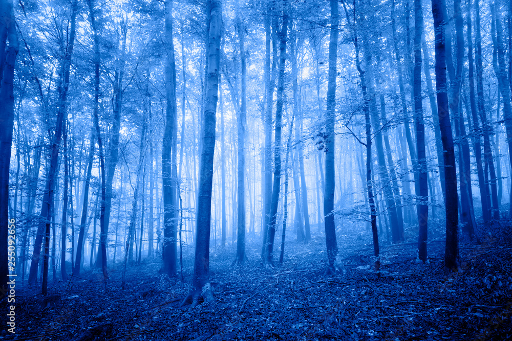 Fototapeta premium Artistic blue colored foggy forest