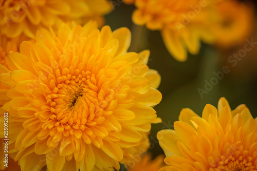 orange and yellow chrysanthemum flower on the background of other chrysanthemum flowers