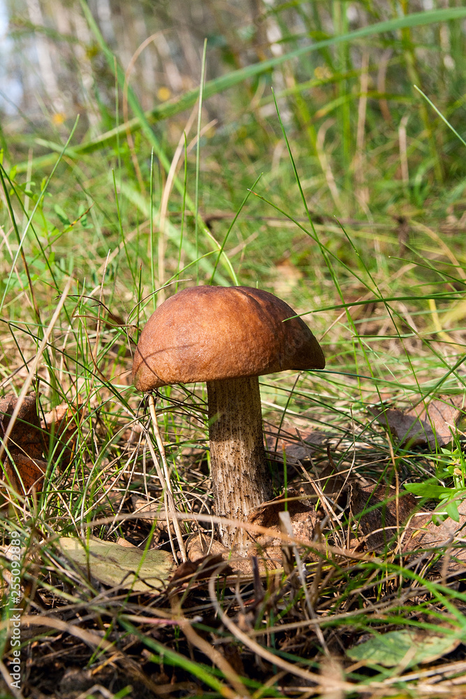 Forest mushroom brown cap boletus growing in a green moss.. Forest mushroom brown cap boletus growing in a green moss..