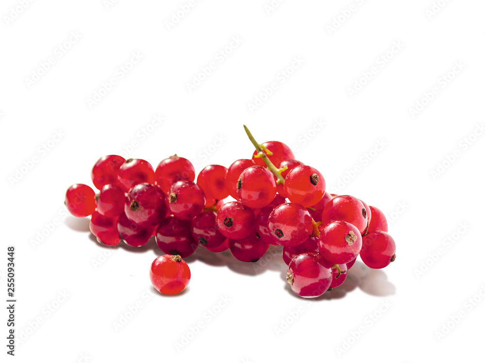 big branch of redcurrants and one single berry in the front big branch of redcurrants and one single berry in the front
