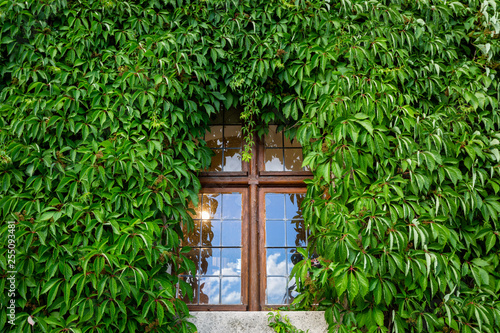 The window and the ivy wall