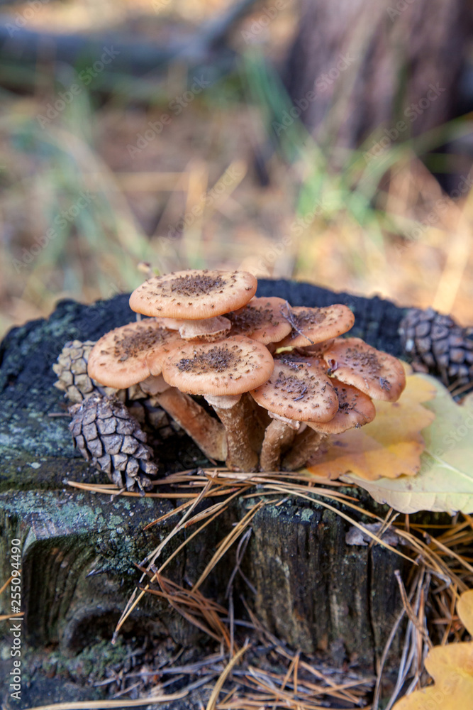 Wild forest mushrooms honey agarics on wooden stump.. Wild forest mushrooms honey agarics on wooden stump..