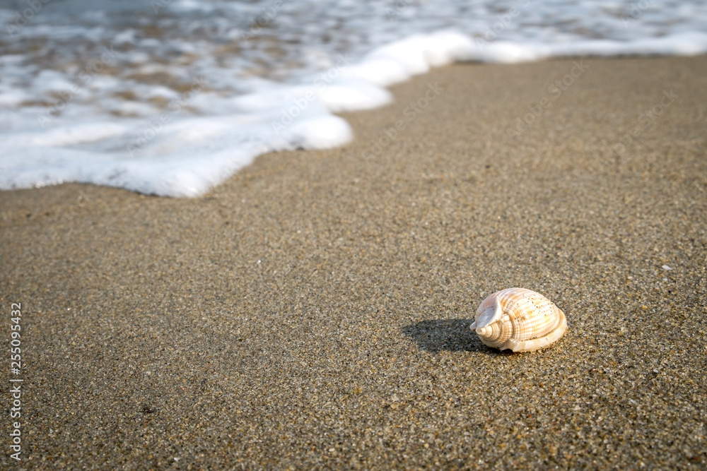 Little shell on the beach,Single shell on the sand. Little shell on the beach,Single shell on the sand.