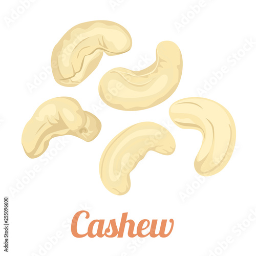 Cashews isolated on white background. Vector illustration of nuts in cartoon simple flat style.