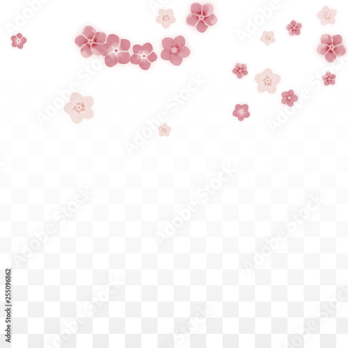 Vector Realistic Pink Flowers Falling on Transparent Background.  Spring Romantic Flowers Illustration. Flying Petals. Sakura Spa Design. Blossom Confetti. Design Elements for Wedding Decoration. © Feliche _Vero