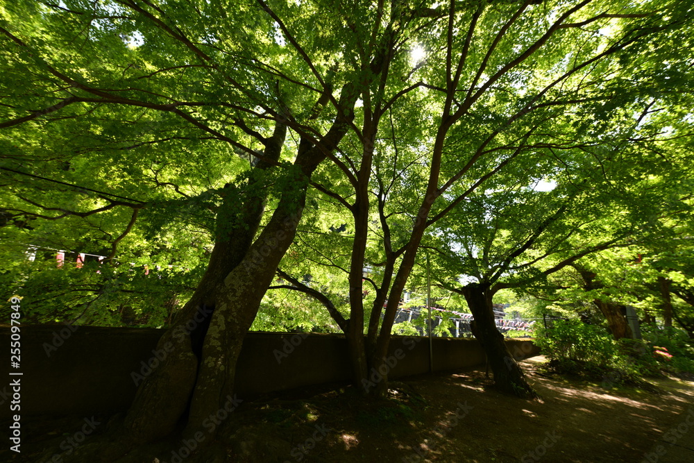 Fototapeta premium 栃木県袋田の滝