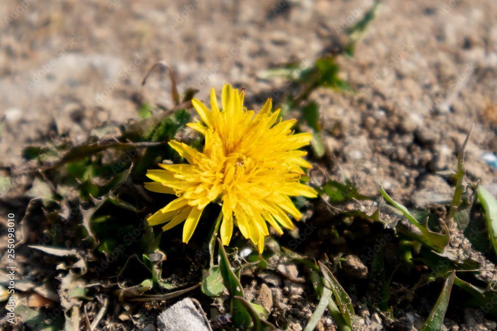 small yellow flower. Wild flowers on the field. small yellow flower. Wild flowers on the field.