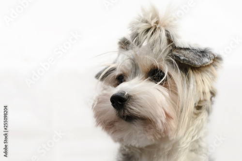 White Biewer Yorkshire Dog on white background with copy-space