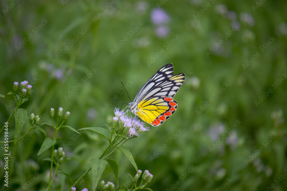 Beautiful common lime butterfly sitting on the flower plants in its natural habitat Beautiful common lime butterfly sitting on the flower plants in its natural habitat