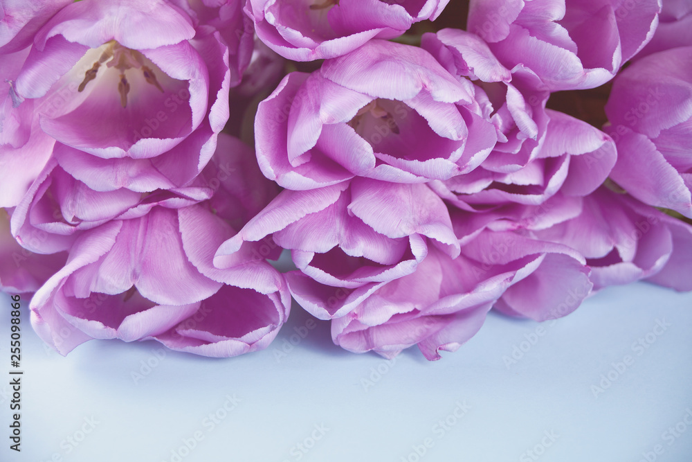 Violet purple tulips on the blue background. Copy space. Violet purple tulips on the blue background. Copy space.