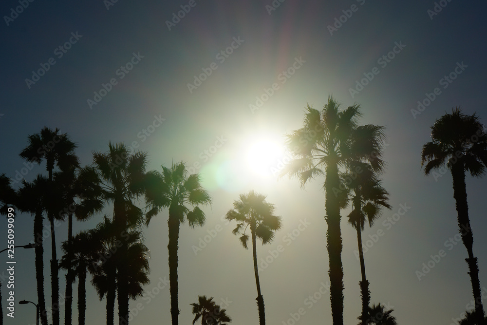 sun and palm trees silhouette