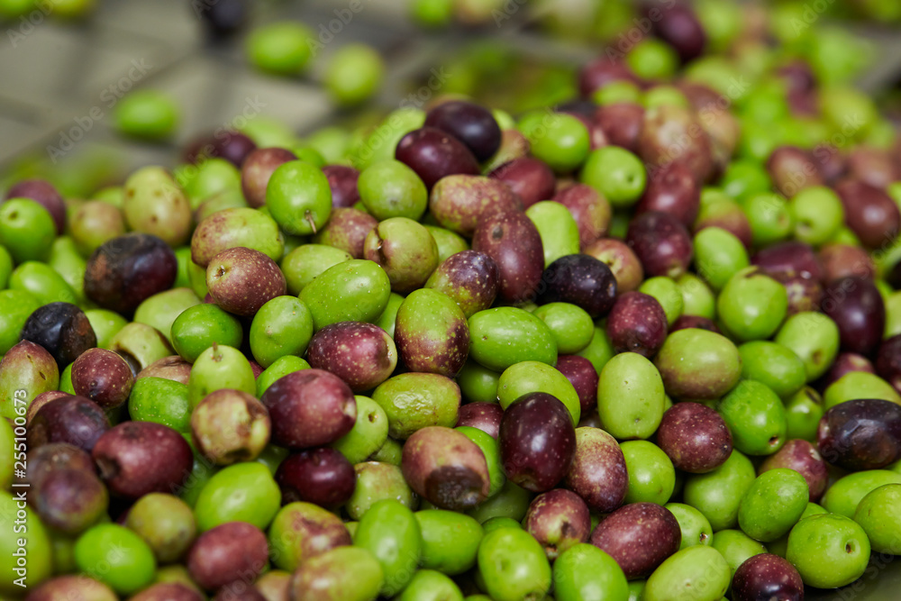 Olive fruit