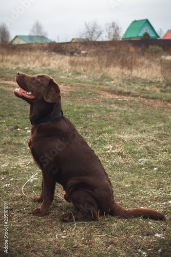 chocolate labrador