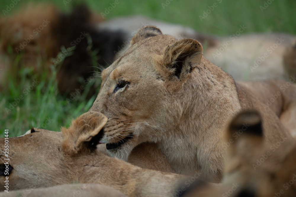 Fototapeta premium Lion pride up close and personal in beautiful afternoon light