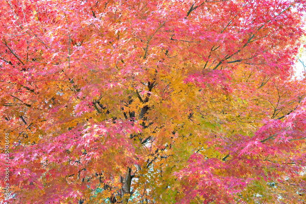 Autumn leaves in Japan