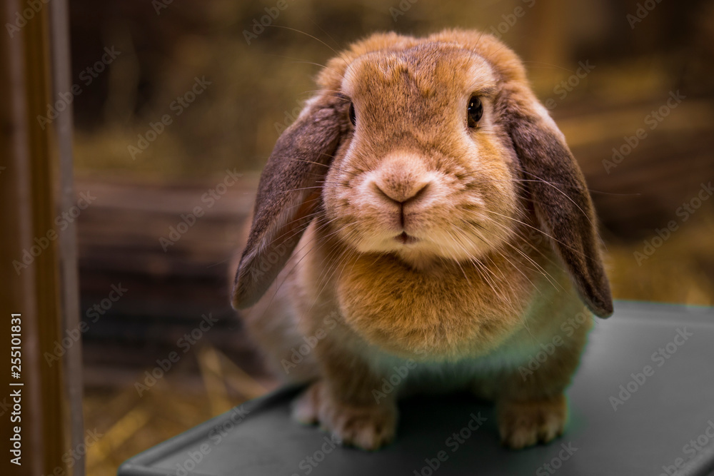Fototapeta premium Süßes Kaninchen