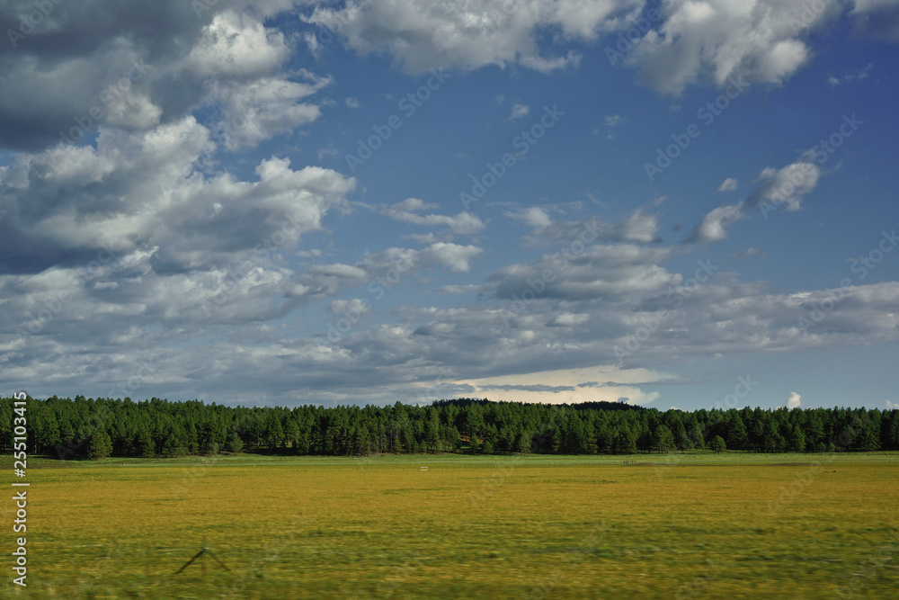 meadow with forest and dramatic clouded sky in background