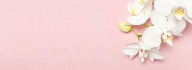 Beautiful White Phalaenopsis orchid flowers on pastel pink background top view flat lay. Tropical flower, branch of orchid close up. Pink orchid background. Holiday, Women's Day, Flower Card, beauty