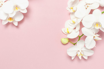 Beautiful White Phalaenopsis orchid flowers on pastel pink background top view flat lay. Tropical flower, branch of orchid close up. Pink orchid background. Holiday, Women's Day, Flower Card, beauty