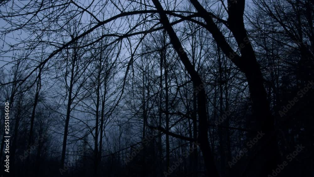 Gloomy trees in a german forest Gloomy trees in a german forest
