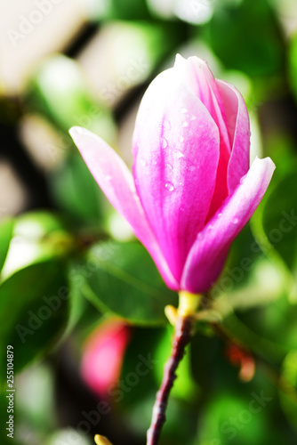 Beautiful magnolia flowers