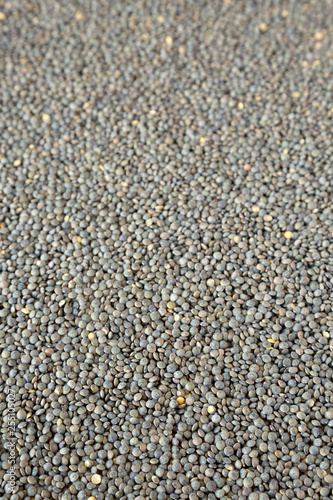 Dry green french lentils, side view.