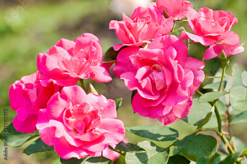 Pink roses among green foliage