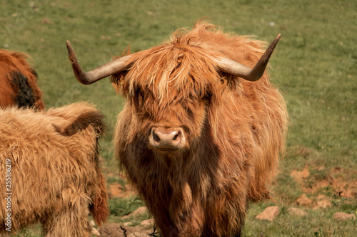 vache écossaise 