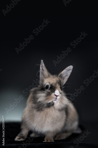 Studio portrait of a lovely little rabbit looking at camera. 