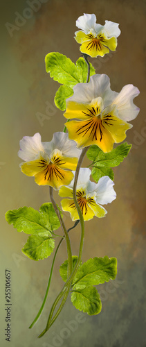 Panorama viola flowers isolated on brown background